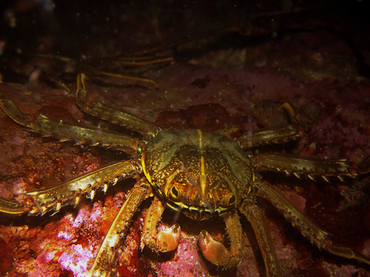 每日一海洋生物照457#《张飞蟹》 _每日一照_海富瑜