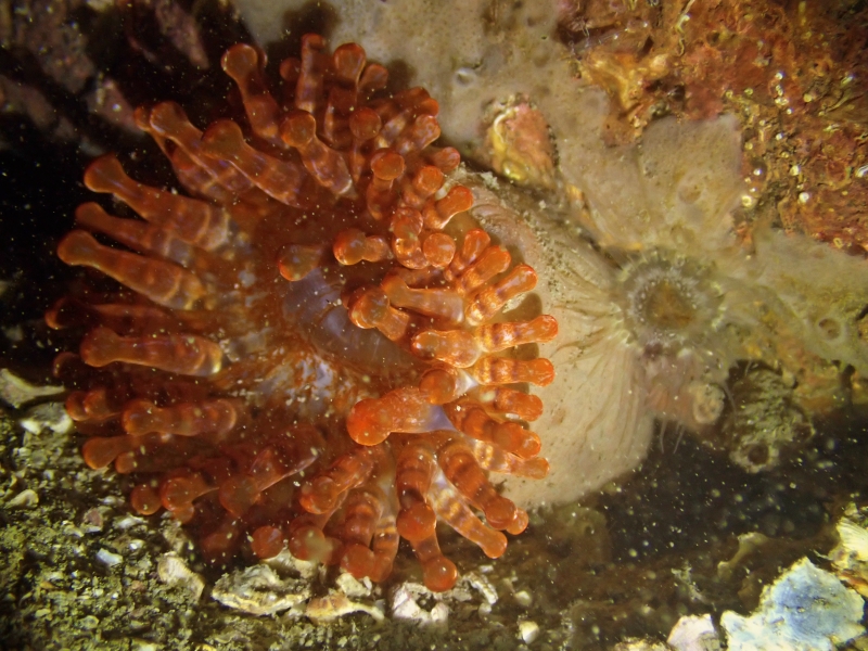 每日一海洋神物照462#《天线宝宝海葵》 _每日一照_海富瑜