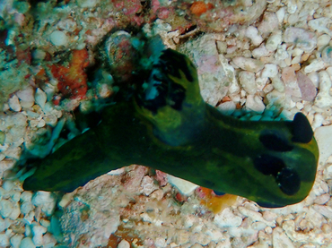 每日一海洋生物照465#《大青虫》_每日一照_海富瑜