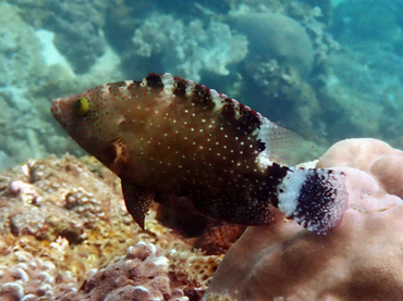 每日一海洋生物照466#《绿尾唇鱼》_每日一照_海富瑜
