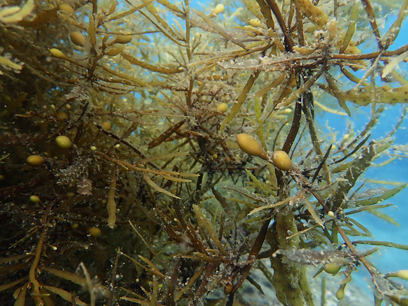 每日一海洋生物照467#《马尾藻》_每日一照_海富瑜