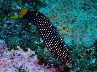 每日一海洋生物照468#《黄尾珍珠龙》_每日一照_海富瑜