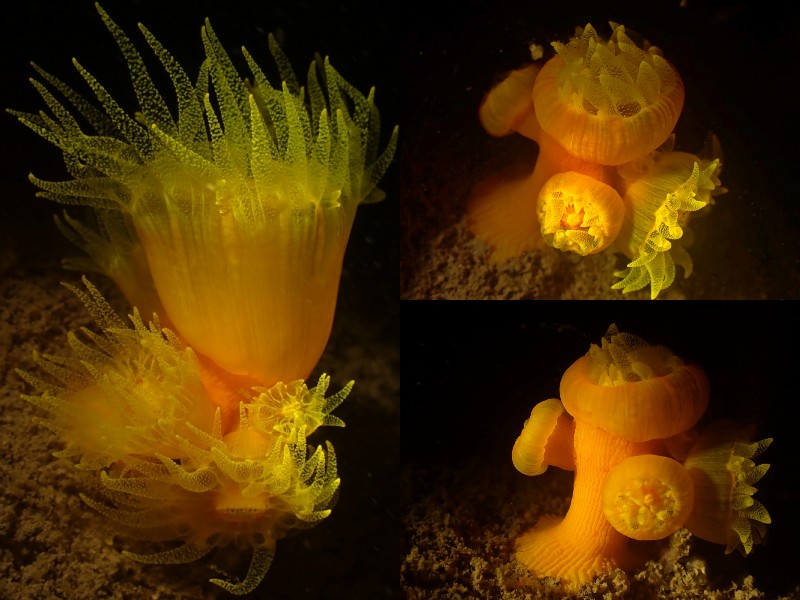 每日一照469#《红袋筒星珊瑚》_每日一照_海富瑜