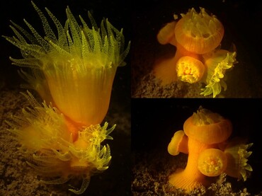 每日一照469#《红袋筒星珊瑚》_每日一照_海富瑜