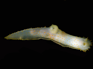 每日一照470#《金点须虫》_每日一照_海富瑜