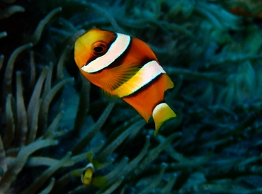 每日一照471#《三带小丑》_每日一照_海富瑜