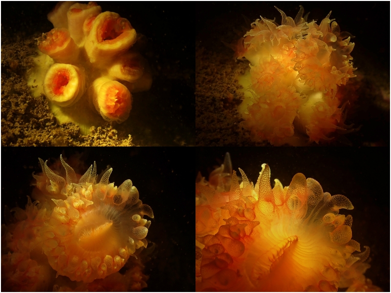 每日一照472#《粉大嘴太阳花》 _每日一照_海富瑜