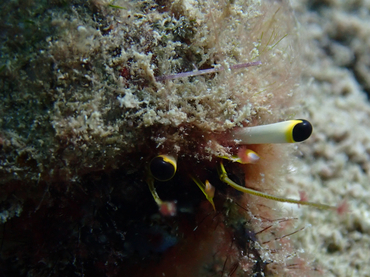 每日一照473#《白棍眼寄居蟹》 _每日一照_海富瑜