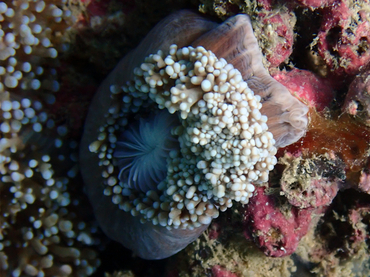 每日一照474#《不知名海葵-3》 _每日一照_海富瑜