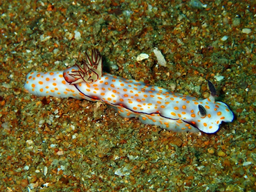 每日一照475#《黄芝麻雪糕》_每日一照_海富瑜