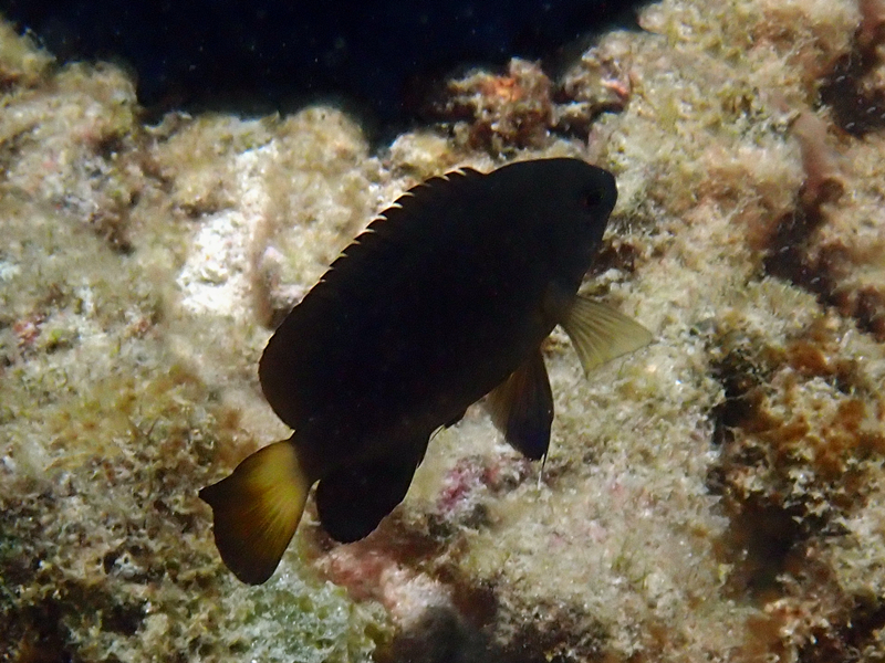 每日一照476#《黄尾黑雀鲷_每日一照_海富瑜