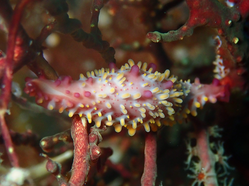 每日一照477#《小船海兔螺》 _每日一照_海富瑜