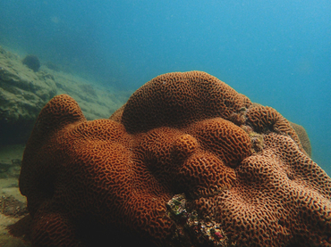 每日一照478#《堡垒珊瑚》_每日一照_海富瑜