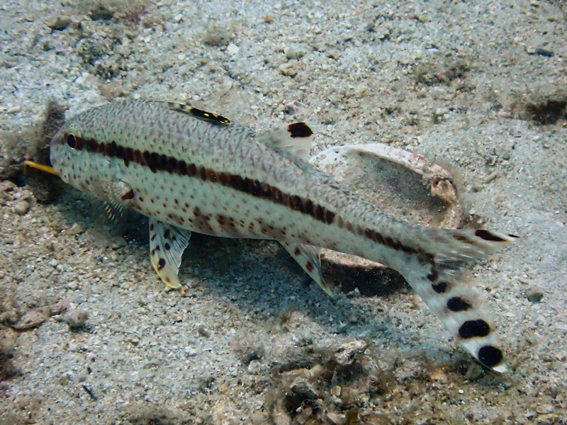 每日一照479#《棕带羊鱼》_每日一照_海富瑜