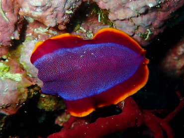 每日一照480#《紫背扁虫》_每日一照_海富瑜