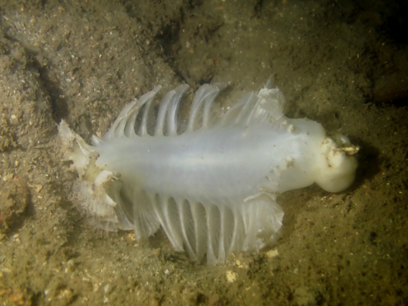 白胖海笔_白胖海笔_海富瑜