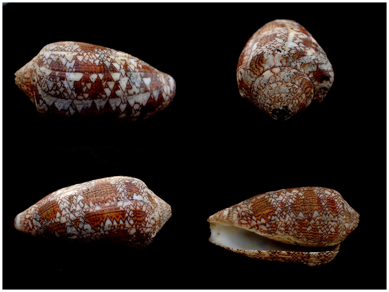 织绵芋螺、Conus textile_织绵芋螺_海富瑜