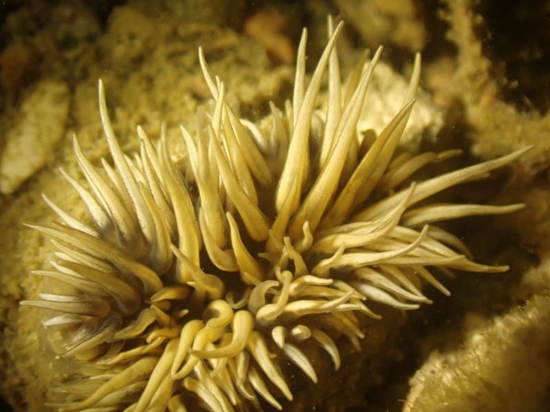 垃圾海葵、Aiptasia diaphana_垃圾海葵_海富瑜