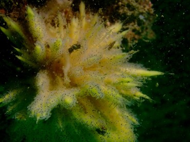 黄苔藓虫_不知名-11_海富瑜