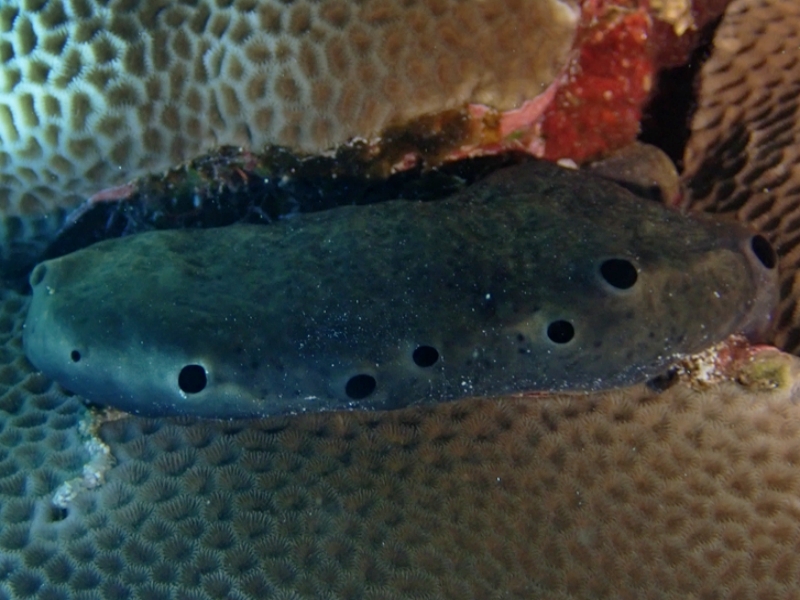 黑埙海绵_黑埙海绵_海富瑜