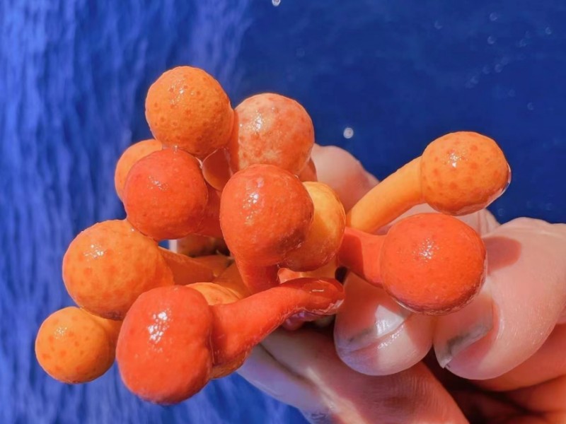 橙小菇海绵_橙小菇海绵_海富瑜