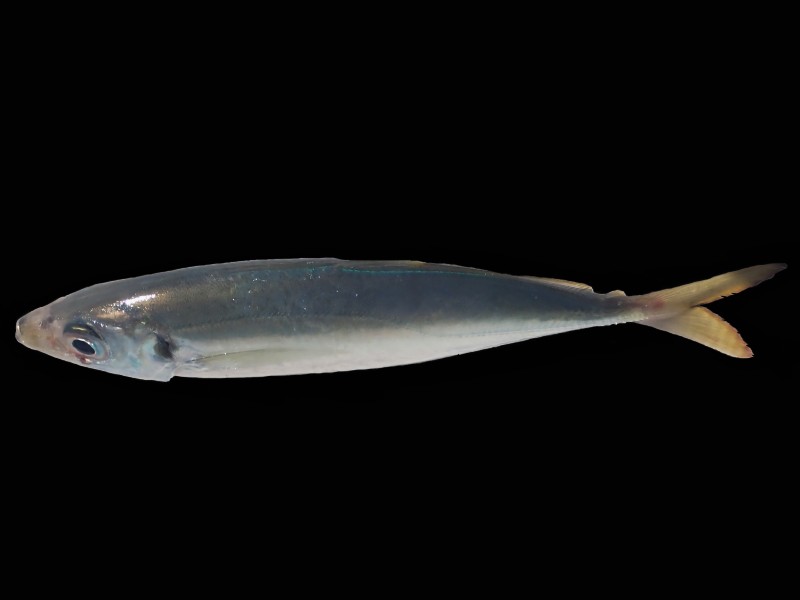 棍仔鱼、池仔、蓝圆鲹、巴浪鱼、Decapterus maruadsi_棍子池_海富瑜