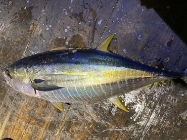 黄鳍金枪_20-7月西沙群岛_海富瑜