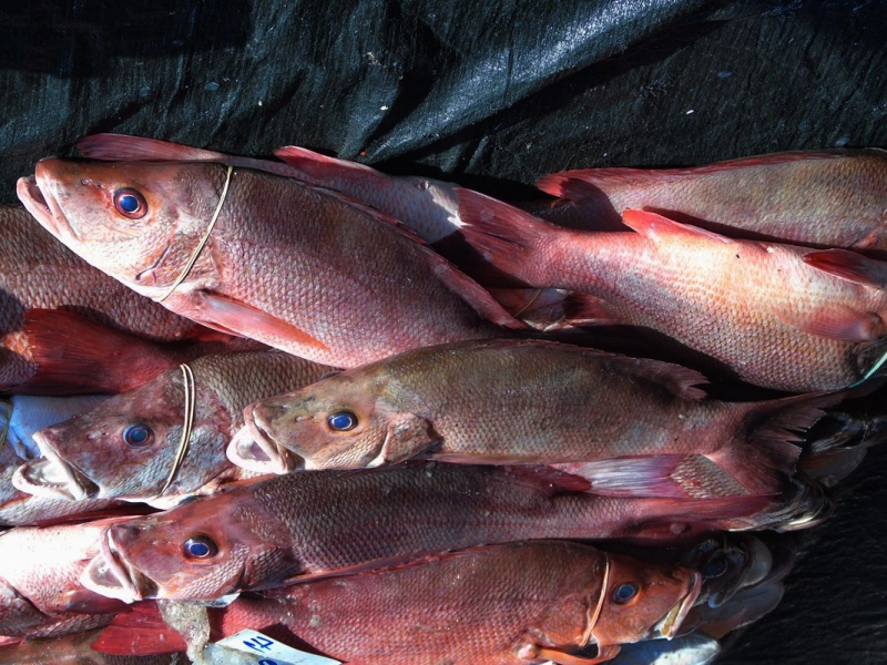 红笛鲷、红鸡鱼、红鱼、红曹鱼、Lutjanus sanguineus_拉廊海鲜大卖场_海富瑜