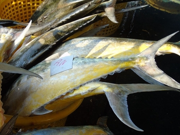 七点鰺、康氏似鲹、Scomberoides commersonnianus_拉廊海鲜大卖场_海富瑜