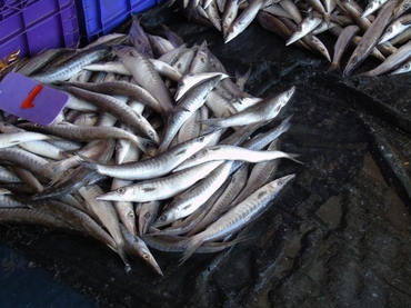 钝魣、钝金梭鱼、小狼、Sphyraena obtusata_拉廊海鲜大卖场_海富瑜