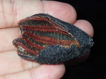红极参、北极海参、北大西洋海参、Cucumaria frondosa_红极参_海富瑜