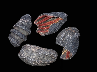 红极参、北极海参、北大西洋海参、Cucumaria frondosa_红极参_海富瑜