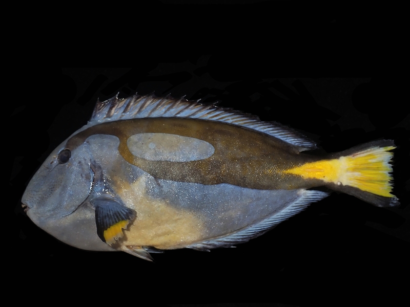 蓝倒吊、黄尾副刺尾鱼、拟刺尾鲷、Paracanthurus hepatus_蓝吊_海富瑜