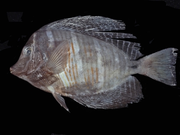大帆倒吊、高鳍刺尾鱼、印度大帆吊、Zebrasoma desjardinii_大帆吊_海富瑜