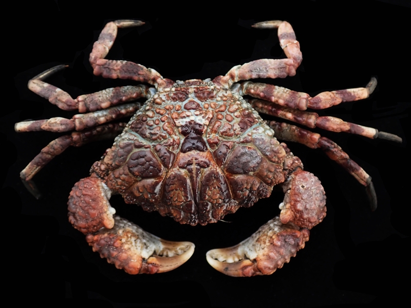 浆果磷斑蟹、铜色扇蟹、Demania baccalipes_铜扇蟹_海富瑜