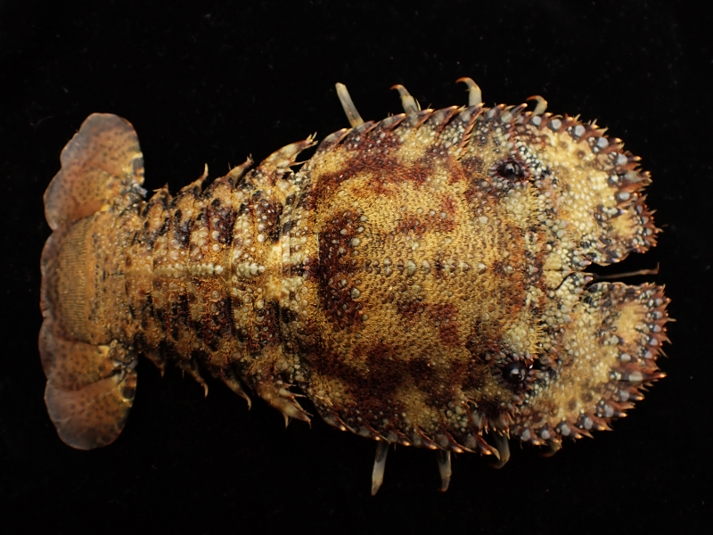 雕刻龙虾、蝉虾、南极岩礁扇虾、Parribacus antarcticus_草鞋扇虾_海富瑜