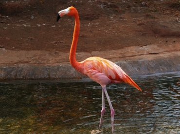 火烈鸟、红鹳、红鹤、Phoenicopteridae_火烈鸟_海富瑜