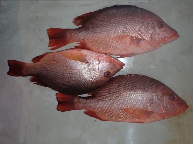 红鳍笛鲷、大红鱼、Lutjanus erythropterus_红鱼_海富瑜