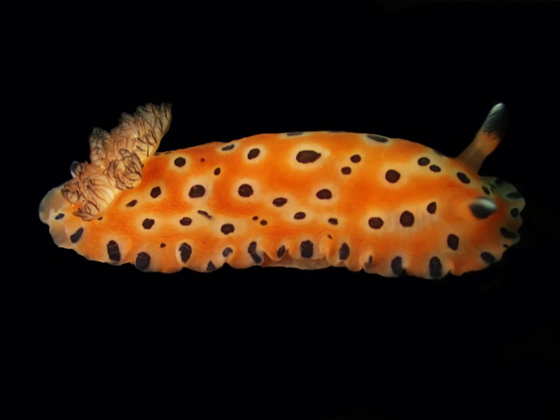 橘猫海兔、橘猫盘兔、橘猫枝鳃兔、橘猫瞪兔、瞪氏、Dendrodoris guttata_瞪橘猫_海富瑜