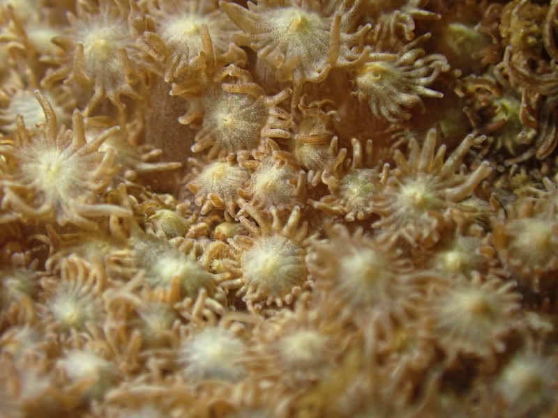 斯氏角孔珊瑚、Goniopora stutchburyi_斯氏伯孔珊瑚_海富瑜