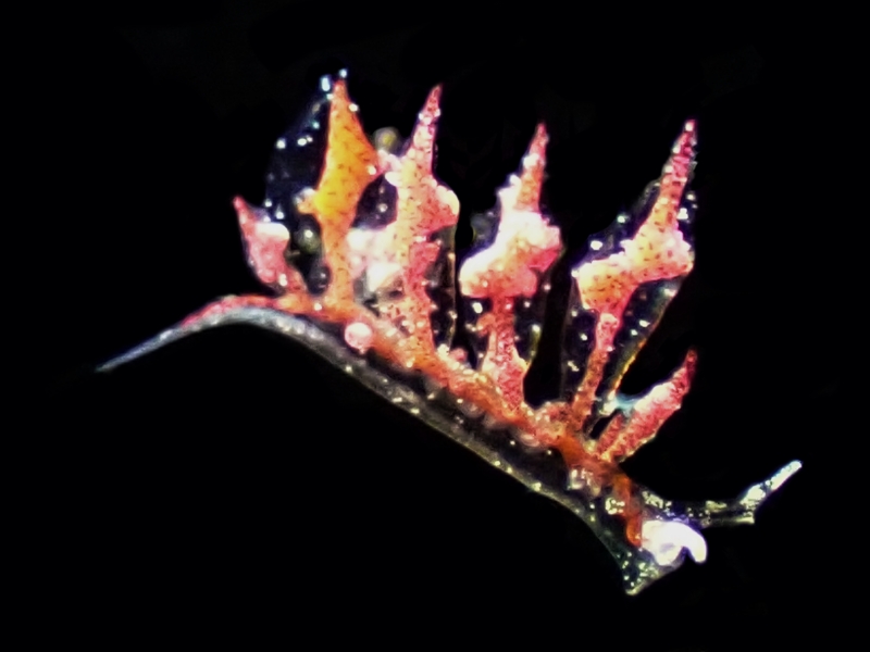 剑龙海兔、Hermaea sp.1_禾剑龙_海富瑜