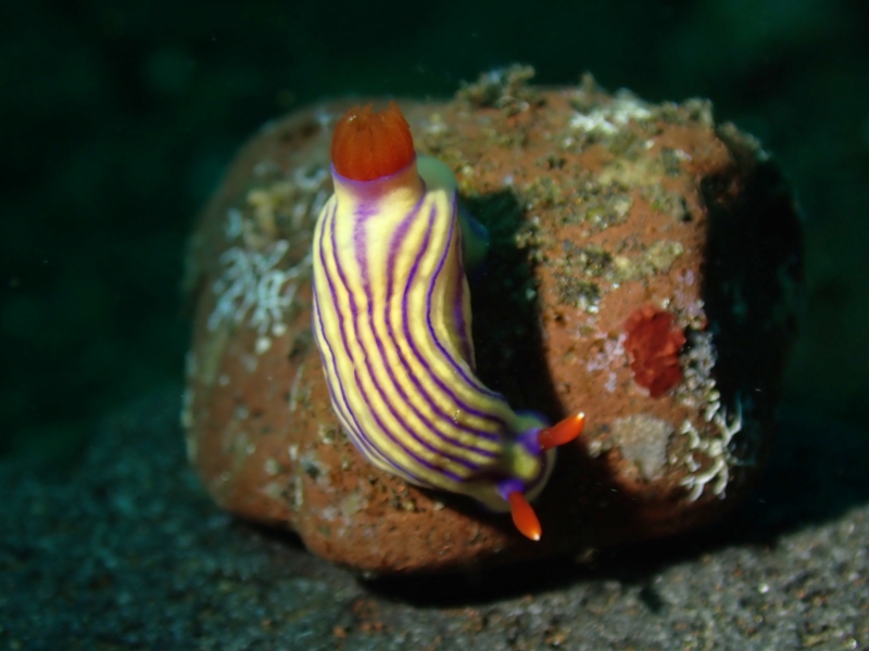 格格花兔、粉紫格格海兔、格格海兔、格格彩兔、花氏、Hypselodoris whiteel _花格格_海富瑜