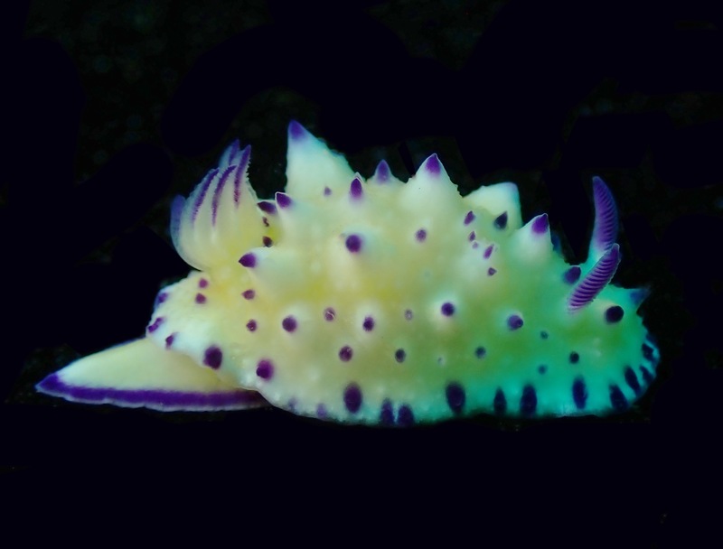 紫疣海兔、紫疣彩兔、末氏、Mexchromis multituberculata_末紫疣_海富瑜