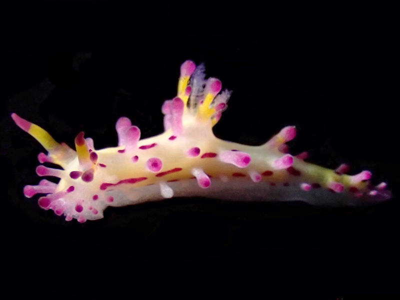 粉疣海兔、粉疣虫兔、阿尔氏、Aegires villosus_阿尔粉疣_海富瑜