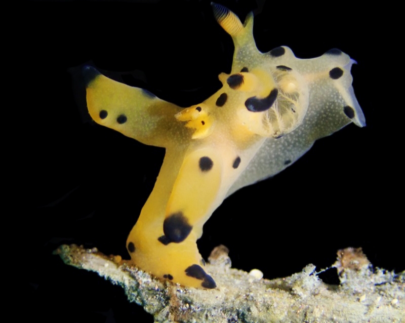 黄皮卡丘海兔（海蛞蝓）、Thecacera pacifica_卡丘黄_海富瑜