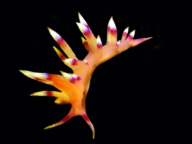 毛笔头海兔、Flabellina exoptata_葱笔头_海富瑜