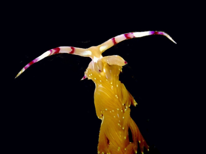 黄龙海兔、裴氏、Pteraeolidia ianthina _裴黄龙_海富瑜