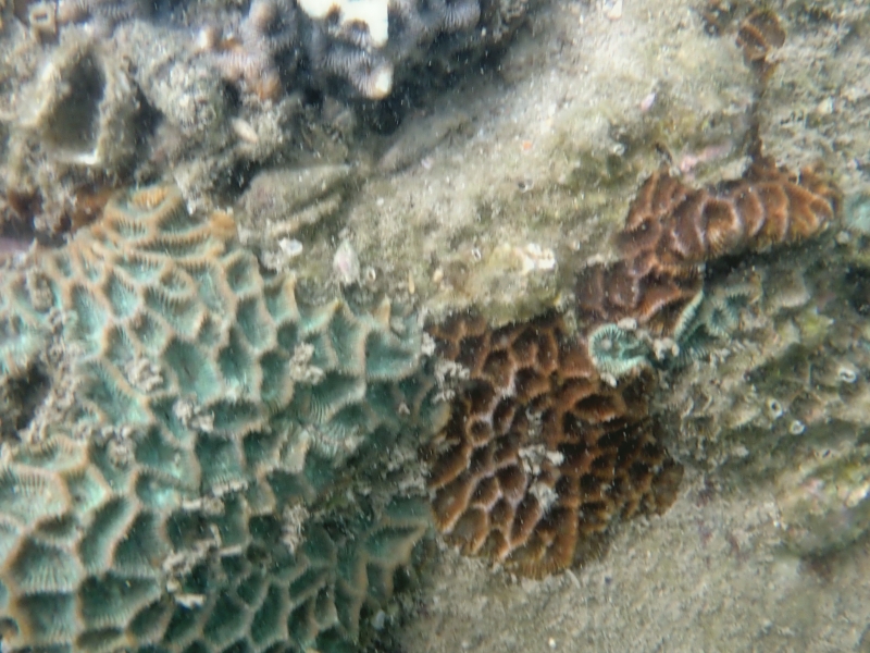 五边角蜂巢珊瑚、Favites pentagona_五边角蜂巢珊瑚_海富瑜