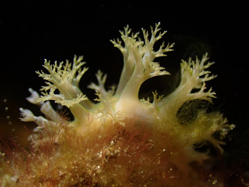 树毛虫兔、树毛海兔、玛氏、Marionia sp._玛树毛_海富瑜