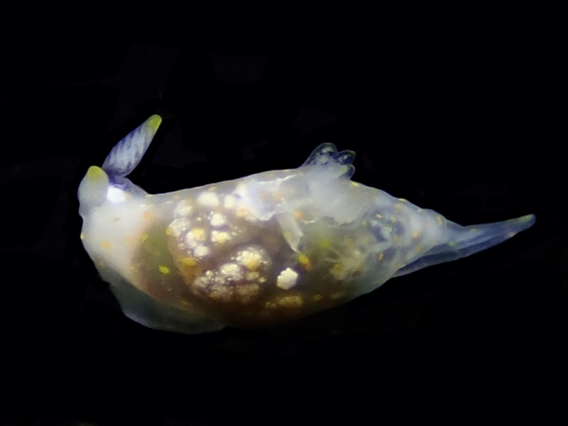 沙特杀手、沙特虫兔、沙特海兔、沙特裸兔、裸海蛞蝓（未定种）、裸氏、Stem-gill gymnodoris、Gymnodoris sp.2_杀手沙特_海富瑜